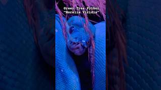 GREEN TREE PYTHON “Morelia Viridis” shorts youtubeshorts snake viral trending serpent scary [upl. by Ardnohsed]