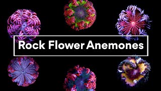 Rock Flower Anemones [upl. by Ecnerewal271]