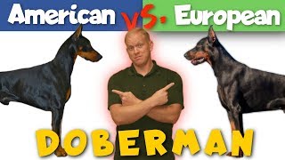 American vs European Doberman Which is Better [upl. by Atilrep]