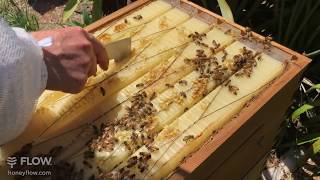 Inspecting Flow Frames  Flow Hive 🍯🐝 LIVE [upl. by Grantley111]