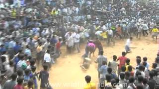 Jallikattu Festival of Tamil Nadu [upl. by Mcknight]