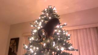 Cat Christmas Tree Disaster [upl. by Bedell]