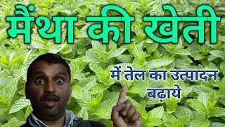 पिपरमिंट मेंथा की खेती से तेल का अधिक उत्पादन लें।Pipermint Mentha from oil production [upl. by Yltneb]