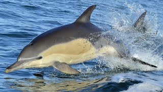 DARWIN200  common dolphin Delphinus delphis spotted in Atlantic [upl. by Mountfort]