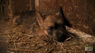 Cairn Terriers  Too Cute [upl. by Nahtnaoj]