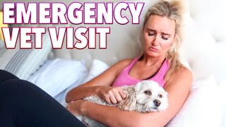 EMERGENCY VET VISIT 😢 ER PET HOSPITAL WHAT TO DO IF MY DOG IS SICK HOW TO TELL IF YOUR DOG IS SICK [upl. by Nylidam]