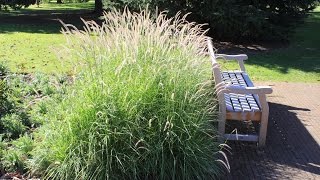 Pennisetum Fairy Tails  Evergreen Fountain Grass [upl. by Mildred]