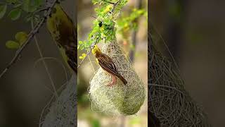 Yellow bird is making a nest for its babies heart touching moment [upl. by Dimitris]