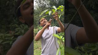 Mango tree pruning in India  mangotreepruning farming indiannurserytips [upl. by Irat]