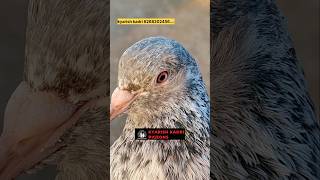 Original import bloodline golden kabootar pigeon pigeorn bird kabootar pigean birdspecies [upl. by Chuch453]