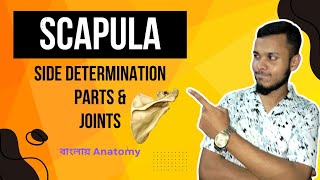 Scapula Anatomy in Bangla  বাংলায় স্ক্যাপুলা [upl. by Caryn]