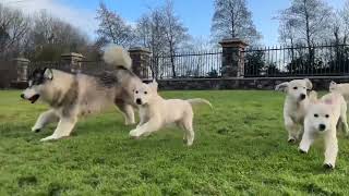 Husky Reacts To 8 Golden Retriever Puppies So Cute [upl. by Ailedroc]