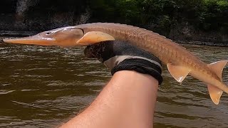 How To Catch Shovelnose STURGEON amp Where PalisadesKepler State Park Fishing [upl. by Yna]