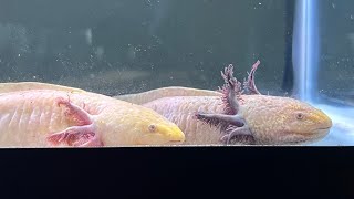 More Axolotl planet pics [upl. by Meesan]