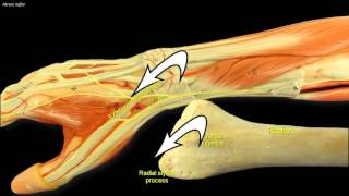 Compartments of the forearm extensor retinaculum [upl. by Erreit]