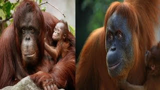 Bornean Orangutan amp Sumatran Orangutan  The Differences [upl. by Allicirp]