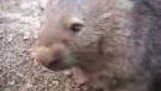 Melodramatic Wombat [upl. by Crispen]