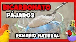 BICARBONATO para CANARIOS y PAJAROS 🐤 REMEDIOS NATURALES para EVITAR y ELIMINAR PIOJILLOS y ACAROS [upl. by Winifred16]