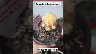 Yellow Moon Cactus  Gymnocalycium Mihanovichii [upl. by Anaic]