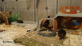 Button Quail Cam 10624 [upl. by Ain]