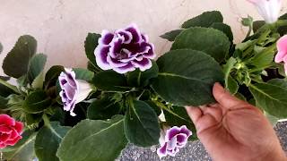 No1 indoor flowering plant Gloxinia care tips Sinningia speciosa [upl. by Mandler]