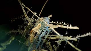 eps39 Night Spearfishing Bucas Grande Island [upl. by Ffirahs]