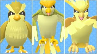 FULL PIDGEY EVOLUTION TEAM Shiny Pidgey Shiny Pidgeotto Shiny Pidgeot Moveset [upl. by Ynez116]