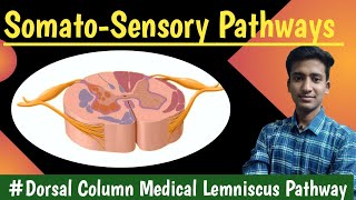 Dorsal Column Medial lemniscus pathway Anterolateral Pathway  CNS Physiology hindi Ashish [upl. by Annoit533]