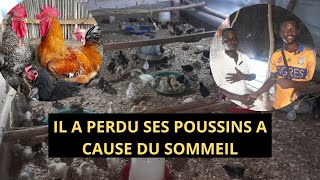 comment se étudiant a perdu les poussin goliaths [upl. by Fax615]