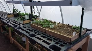 27 Greenhouse Seedling Table Design amp Tomato Plant Sale [upl. by Racklin698]