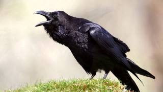 Raven  bird call  Learn The Sound A Raven Makes  Raven Sounds and Pictures [upl. by Fenelia351]