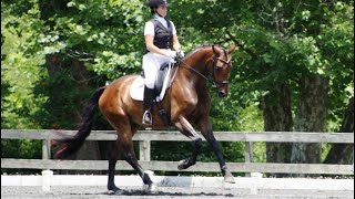 Dressage Canters  working lengthening collected medium extended [upl. by Velasco]