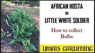 How to collect the bulbs of AFRICAN HOSTA plant [upl. by Kachine]