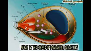 what is the name of malarial parasite  scifi science shorts [upl. by Tserof441]