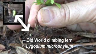 Old World climbing fern Lygodium microphyllum [upl. by Harris745]