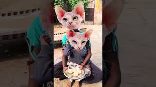 Lalla Lalla Lori Lalla kare Tamasha cute cat 😺😺 funny short viral [upl. by Anait]