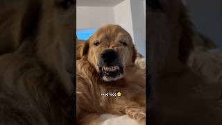 Golden Retrievers The Goofiest Dogs Ever [upl. by Limber]