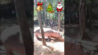 Hippopotamus christmas hippo hippopotamus Song [upl. by Dorkus]