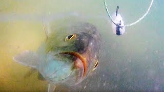 Youve Got To See This Amazing Underwater Trout Attack Footage [upl. by Airtemed]