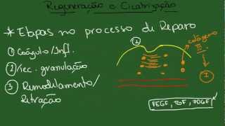 Regeneração e Cicatrização  Resumo  Patologia Geral [upl. by Charlotte]