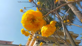 Cochlospermum regium  Yellow cotton flowers [upl. by Finegan926]