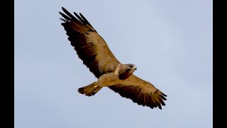 Falconry The Swainsons Hawk [upl. by Anirtak]