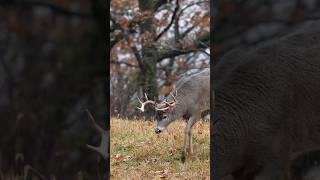 Waterholes are a Key to bring big bucks into range hunting outdoors water bigbucks [upl. by Nereil]