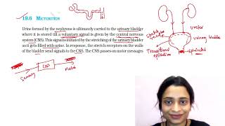 Excretory system Lecture 5  Micturition [upl. by Assehc]