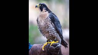 نص استماع  falconry  we can 5 [upl. by Eric100]