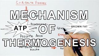 Mechanism of Thermogenesis [upl. by Iak]