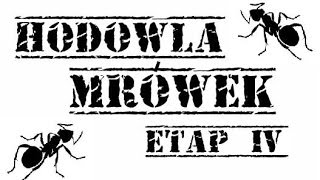 Hodowla mrówek  pierwsze mrówki etap IV [upl. by Attenhoj]