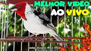 DEIXE SEU GALO DE CAMPINA LOUCO PRA CANTAR  ABRIR FOGO 🔥  0818 [upl. by Noitna]