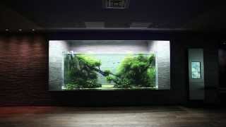 Aquascape in giant aquarium by Takashi Amano ADA Japan [upl. by Anihpled]