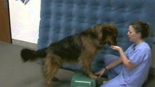 Physical Therapy for Cruciate Ligament Surgery Dog Part Two a [upl. by Nilauqcaj625]